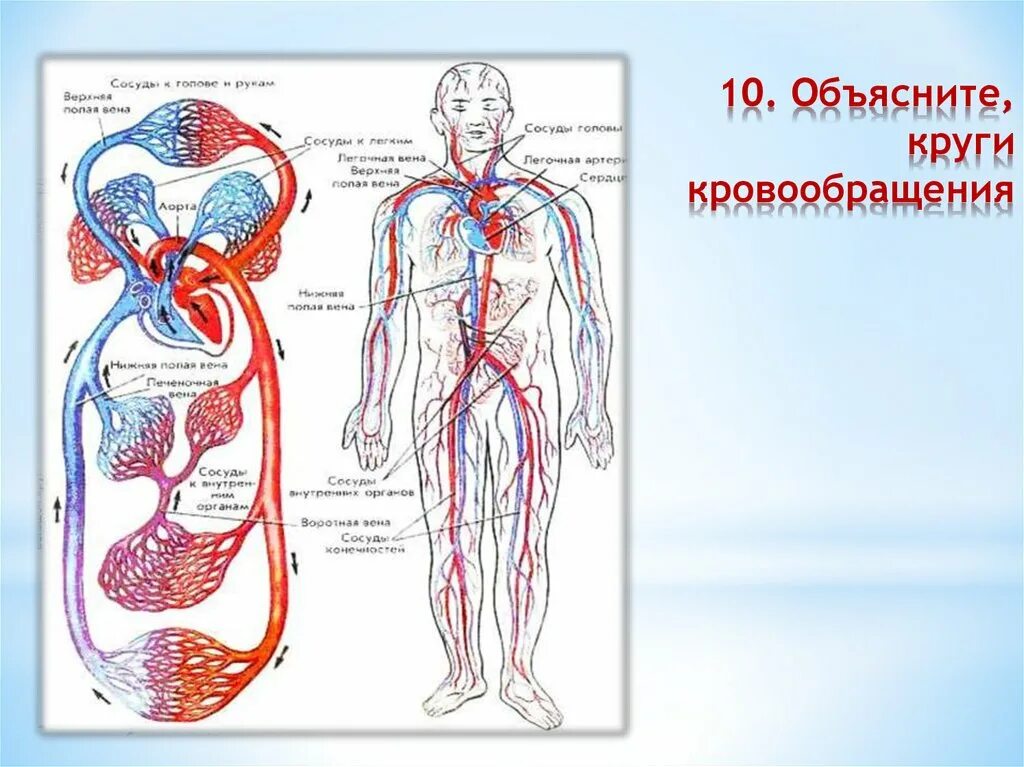 Сосудистая гемодинамика. Система кровообращения человека схема. Круги кровообращения человека анатомия. Схема системы кровообращения человека анатомия. Сосуды малого и большого круга кровообращения анатомия.