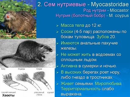 Нутрия описание