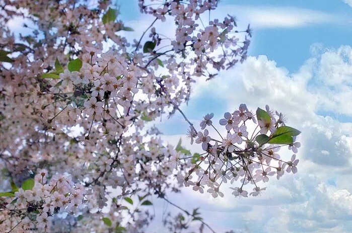 Песня цветущий май. Цветущий май. Весеннее цветение Родины моей. Цветущие яблони у реки. Яблони цветут река.