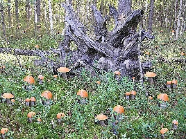 Грибная поляна фото. Поляна грибов подосиновиков. Поляна подосиновиков в лесу. Полянка подосиновиков в лесу. Много подосиновиков в лесу.