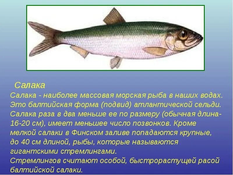 Где обитает селедка
