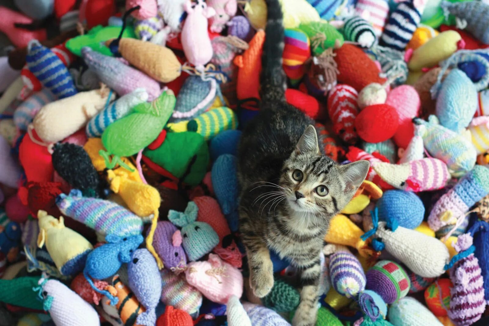 Игрушки для кошек фото. Любимые игрушки кошки. Игрушка «котенок». Игрушка «котенок». Игрушка кот.
