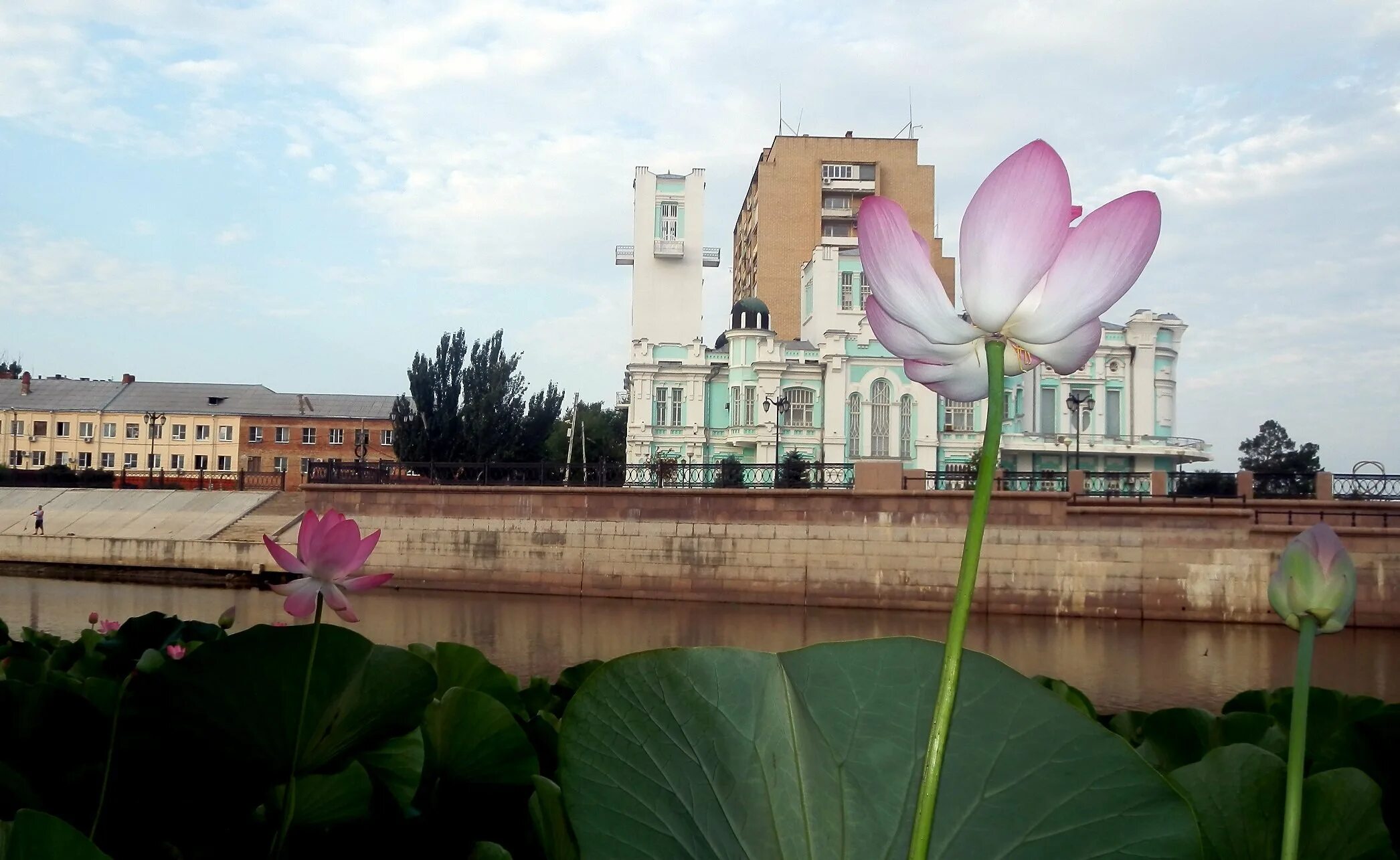 Сайт лотос астрахань. Лотосовые поля Астрахань. Дельта Волги. Лотосовые поля Астрахань. Лотосовые поля в дельте Волги. Лотосовые поля в Астрахани 2023.