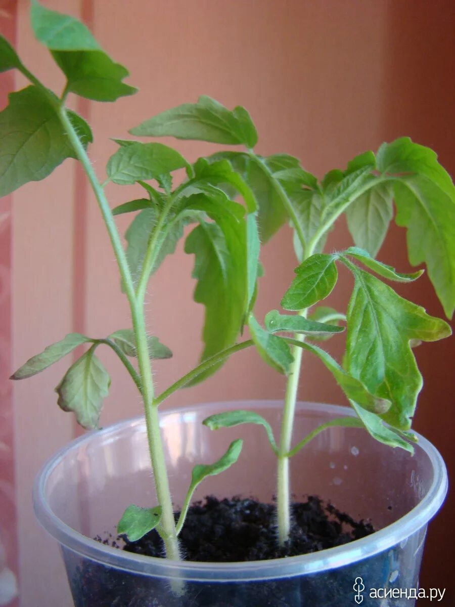 Заболела рассада помидор. Томат махитос рассада. Перелив распикированной рассады томатов. Перелив рассады. Перелив рассады томатов признаки.