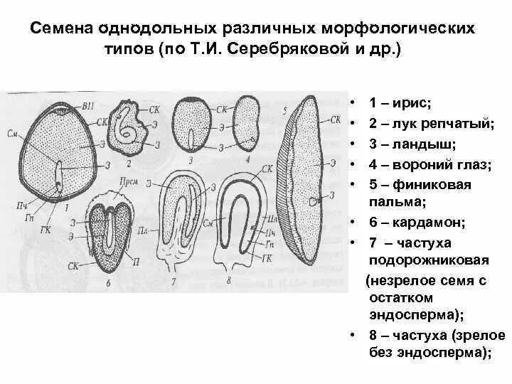 Каким номером на рисунке обозначено однодольное. Рисунок строение семя Однодольные и двудольные. Строение зародыша семени однодольных. Строение однодольного семени. Строение однодольных и двудольных.