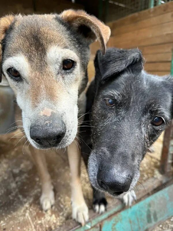 приют некрасовка для животных сайт