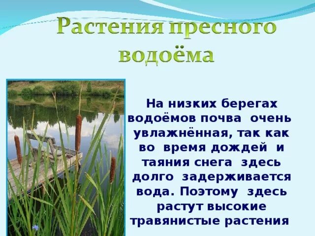 Небольшие сообщества. Жизнь в пресной воде. Информация о водоемах. Рассказать о водоеме. Доклад о водоемах.