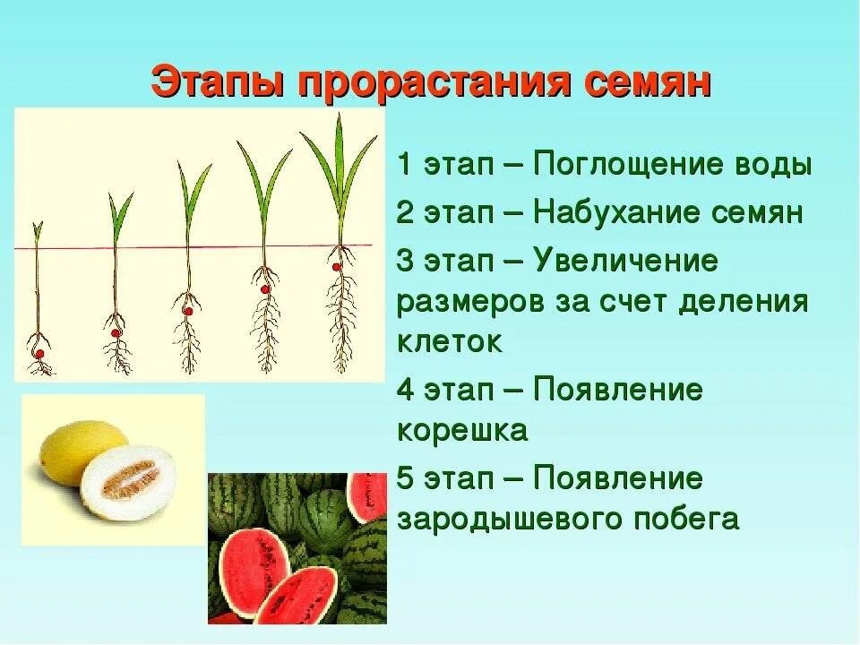 Условия прорастания томата. Порядок фаз прорастания семян. последовательность этапов прорастания семени. прорастание семян пшеницы 6 класс. схема этапы прорастания семян.