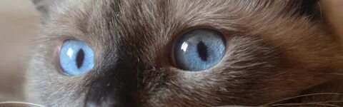 Белая пленка у кота