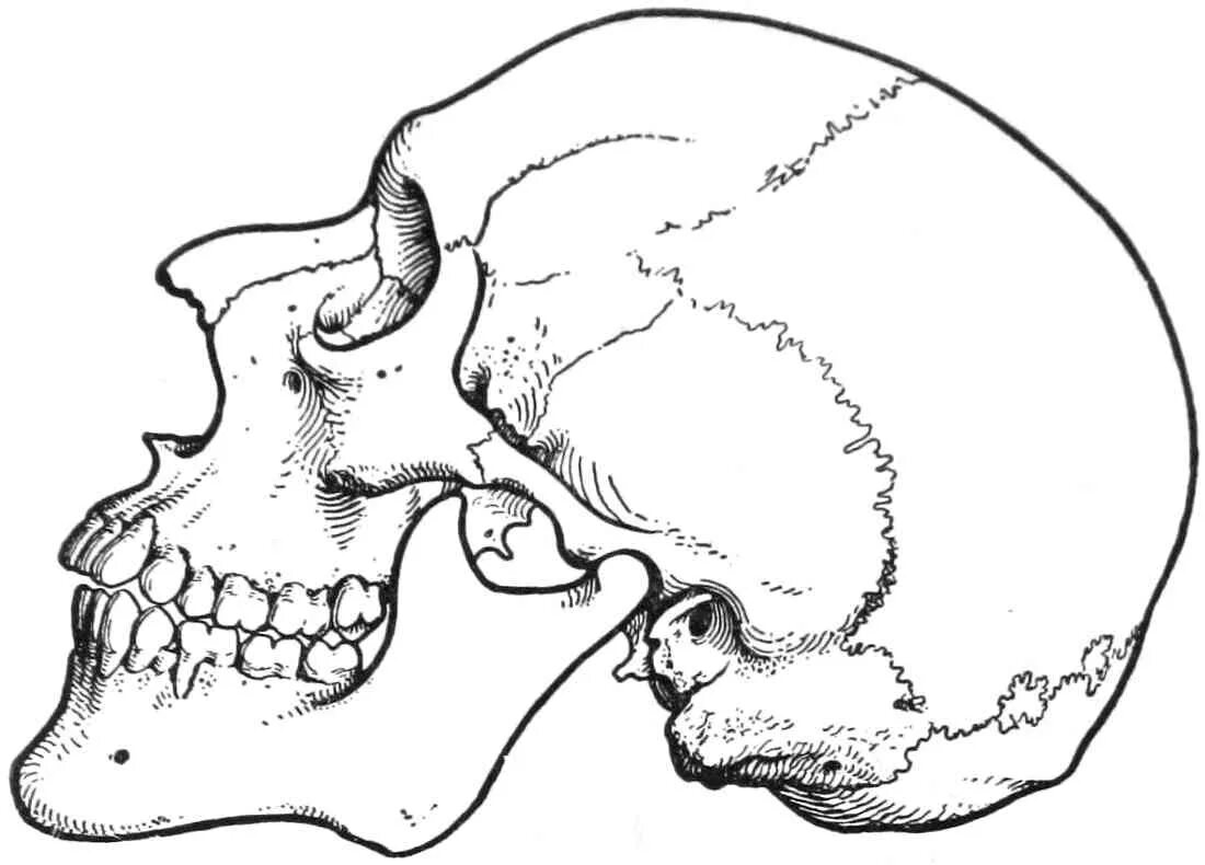 носовая полость анатомия кост. лицевые кости вид сбоку. гайморова пазуха анатомия на черепе. носовая полость образована костями. сагиттальный распил носовой полости.