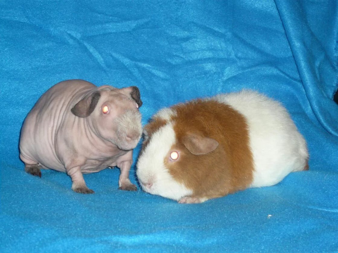 морская свинка живет. морские свинки породы шиншилла. сдать морских свинок. морские свинки. сдать морских свинок.