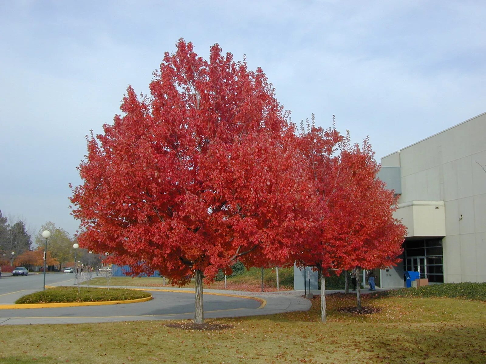 Клен красный Acer rubrum. Acer rubrum (клен красный) 'Red Sunset'. Acer rubrum Red Sunset. Acer rubrum клен. Красные деревья названия и фото