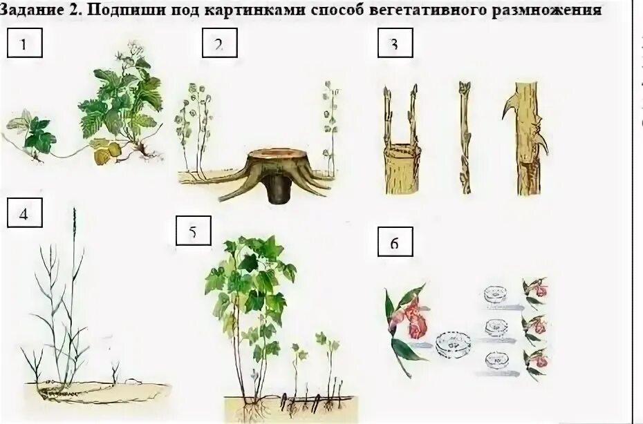 Выбери изображение иллюстрирующее пример вегетативного размножения