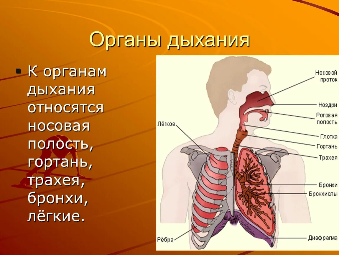 Органы выполняющие дыхательную функцию. Дыхательная система человека носовая полость. Дыхательная система органов дыхания биология 8 класс. Система дыхания анатомия. Название органов дыхательной системы.