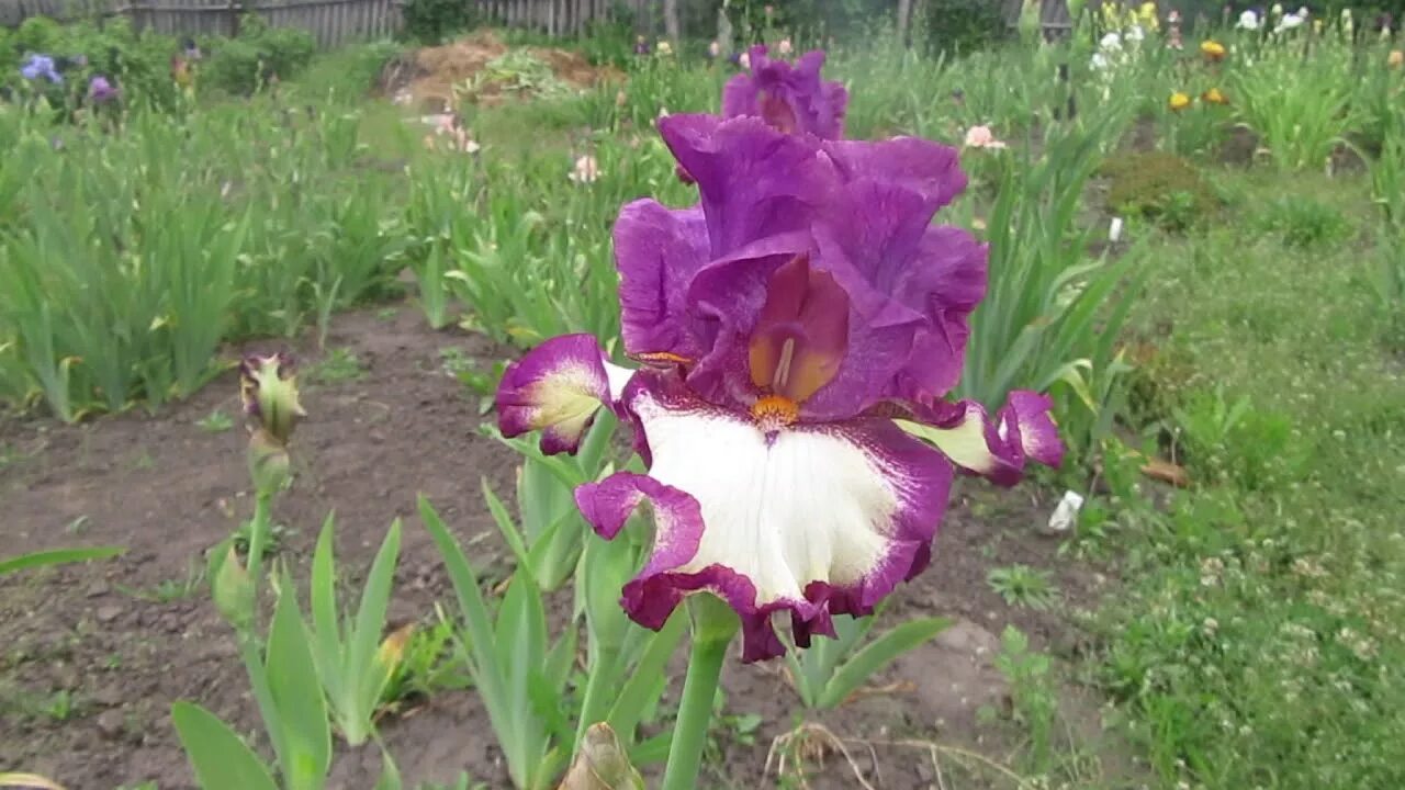 Ирис бородатый посадка. Ирис айв гот ритм. ирис германский кайюн ритм. ирис бородатый кринолин. ирис германский бишопс роб.