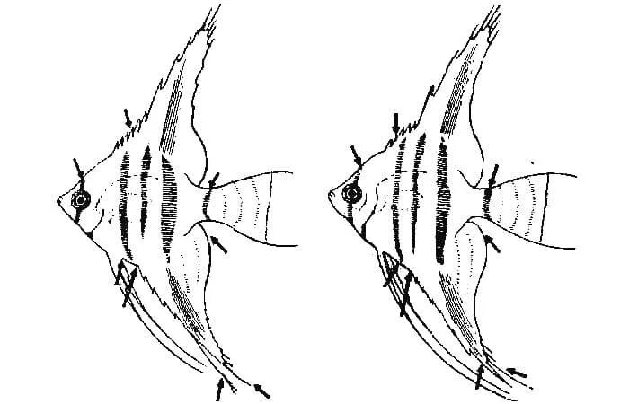 Как отличить скалярий. Самка и самец скалярии рыбки. Скалярия самец отличия от самки. Скалярии самки и самцы отличие. Скалярия аквариумная самец и самка.