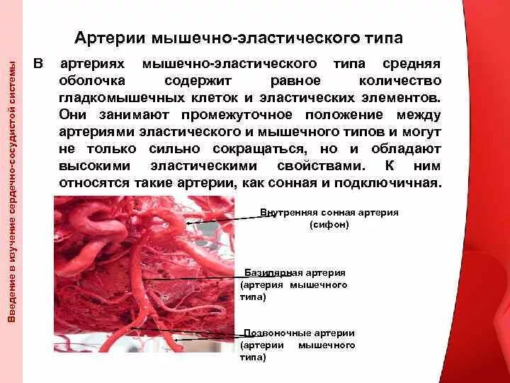 Картинки СЛОИ АОРТЫ СТЕНКИ