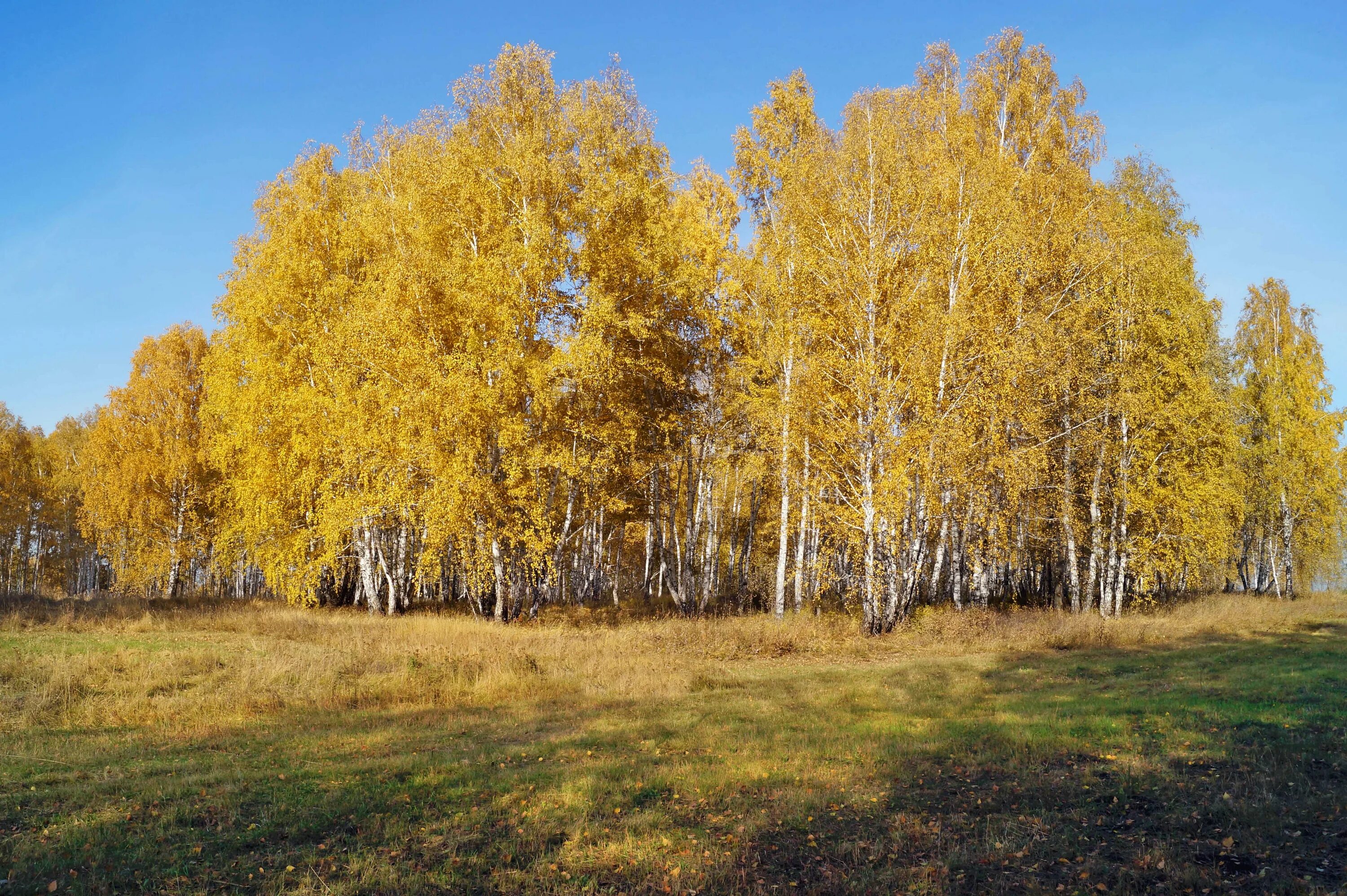 осенняя березка. золотая береза. отговорила роща золотая бере. желтая береза дальнего востока. береза повислая осень.