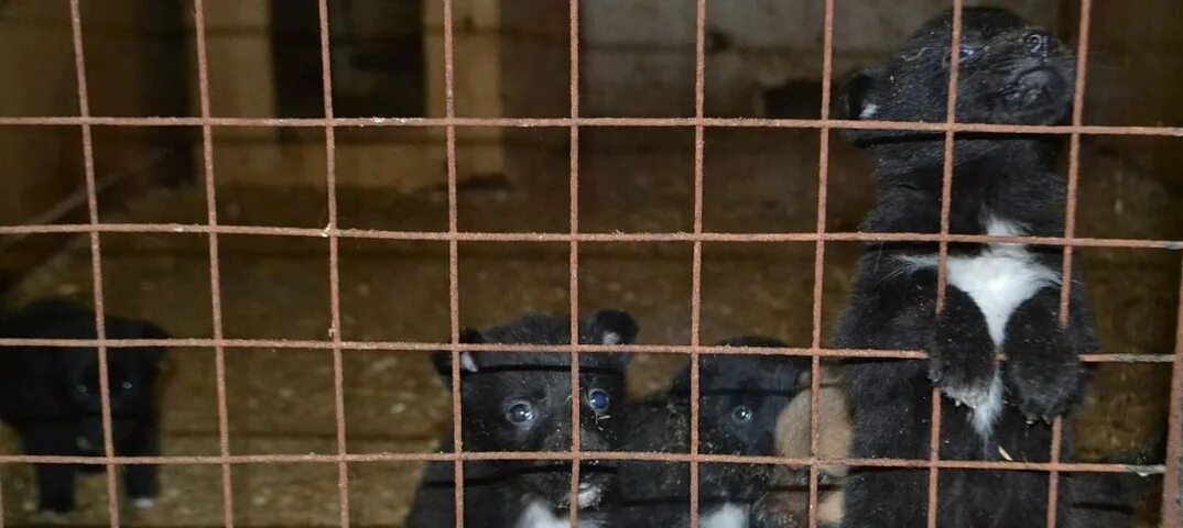 Бездомные животные старый оскол. Приют для собак старый Оскол. Собачий приют в Старом Осколе. Старооскольский приют для собак старый Оскол. Приют для животных.