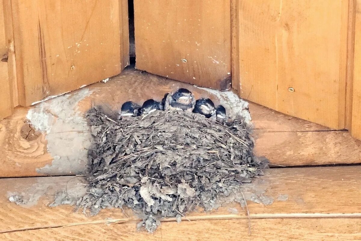 Под крышей дома свили гнездо. Гнездо ласточки. Ласточка свила гнездо. Гнездо ласточки фото. Ласточка свила гнездо под крышей.