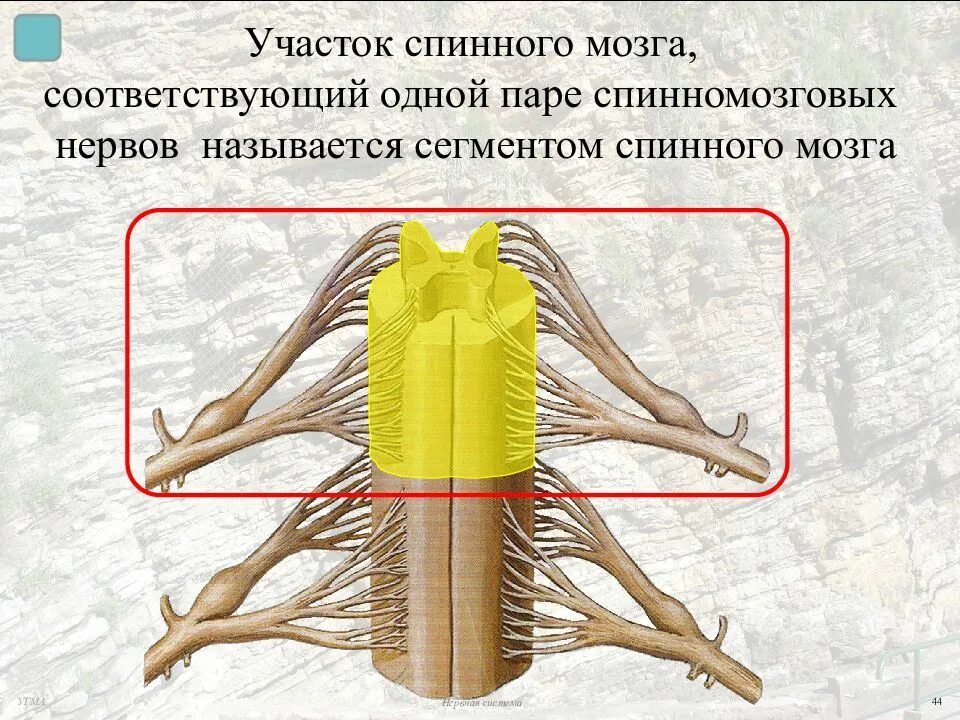 Сколько пар спинномозговых нервов отходит от спинного. Спинномозговые нервы. Спинной мозг спинномозговой нерв. Спинномозговые нервы сегменты. Нервы спинного мозга.