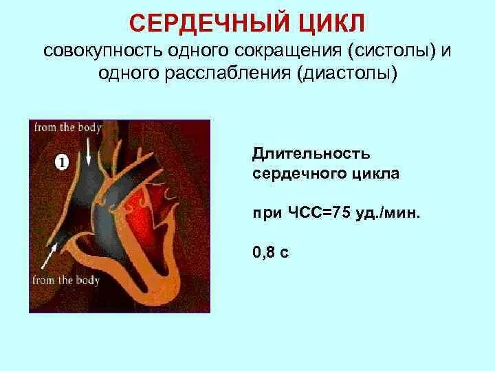 Сердечный цикл определение. Сердечный цикл. сердечный цикл физиология. продолжительность сердечного цикла. сердечный цикл нормальная физиология.