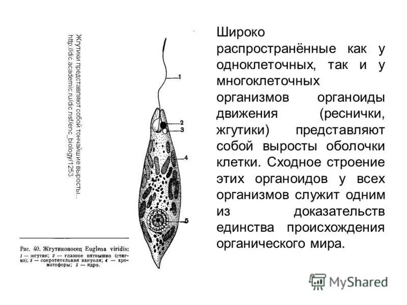 Какой органоид у эвглены зеленой. Функции органоидов эвглены зеленой. Органоиды эвглены зеленой. Органоиды эвглены и их функции. Органоиды и их функции строение эвглены зеленой.