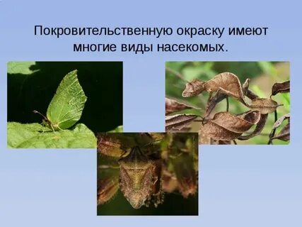 Покровительственная окраска насекомых примеры