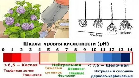 Кислотность почвы для гортензии