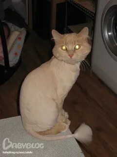 Побрить кошку налысо