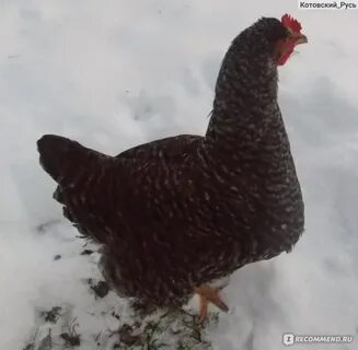 Чешский доминант порода кур отзывы