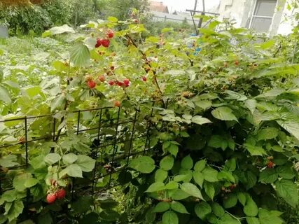 Малина по соболеву