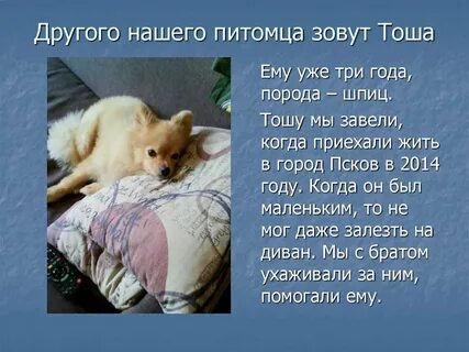 Питомца зовут