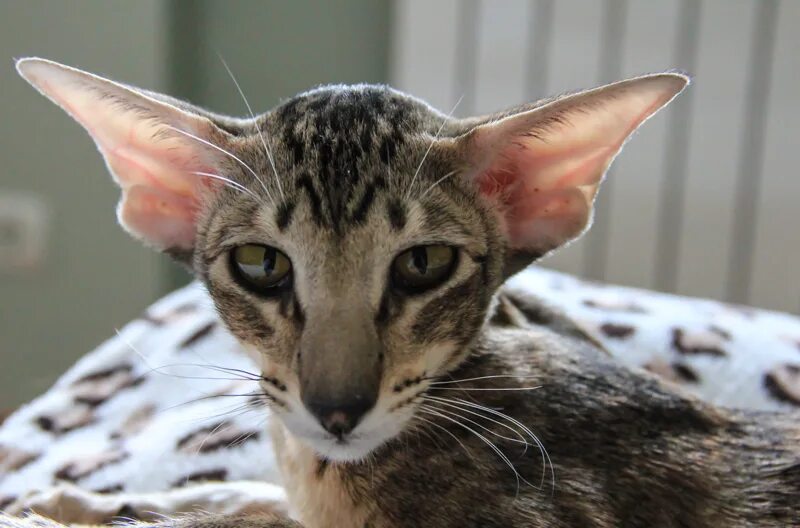 Котошивы