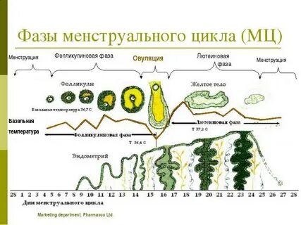 22 день цикла это какая фаза