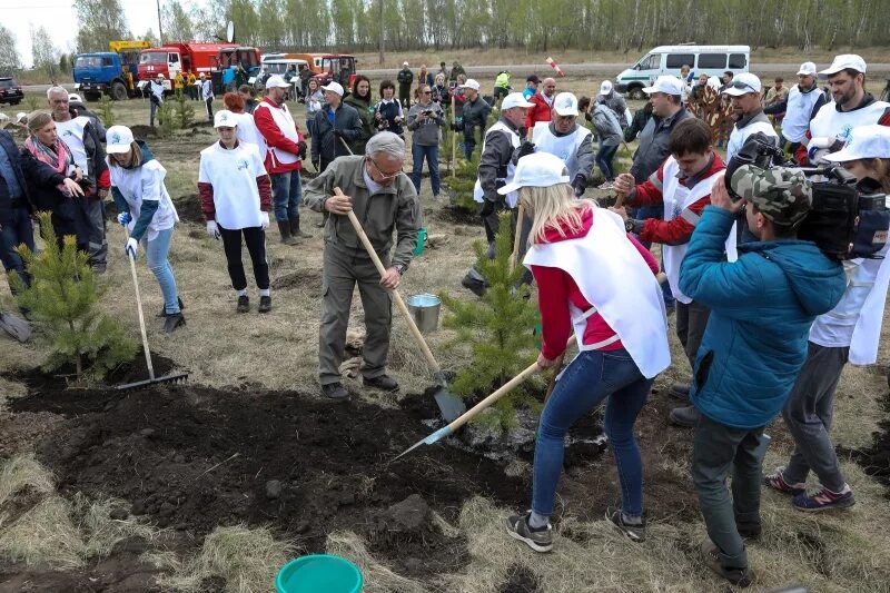 Сайт березовского района красноярского края. Усс садит дерево. Директор Березовского лесничества. Тотемика в Березовском районе.