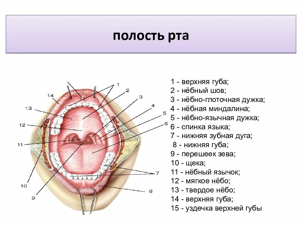 Небо на латинском. Небно язычная дуга анатомия. Небо на латинском. Строение ротовой полости анатомия латынь. Небо на латинском.