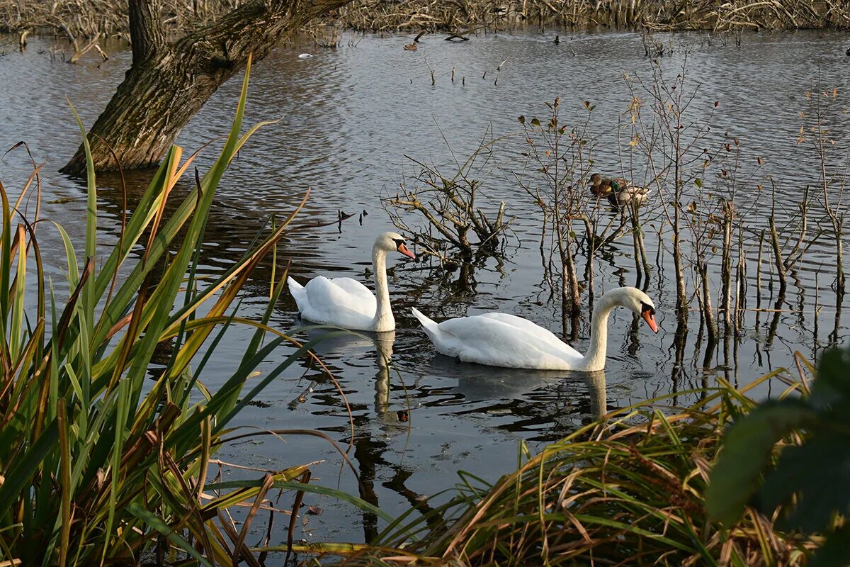 сураж 2006. берег реки зимой. сураж красивые места. река ипуть фото. растения и животные реки ипуть.