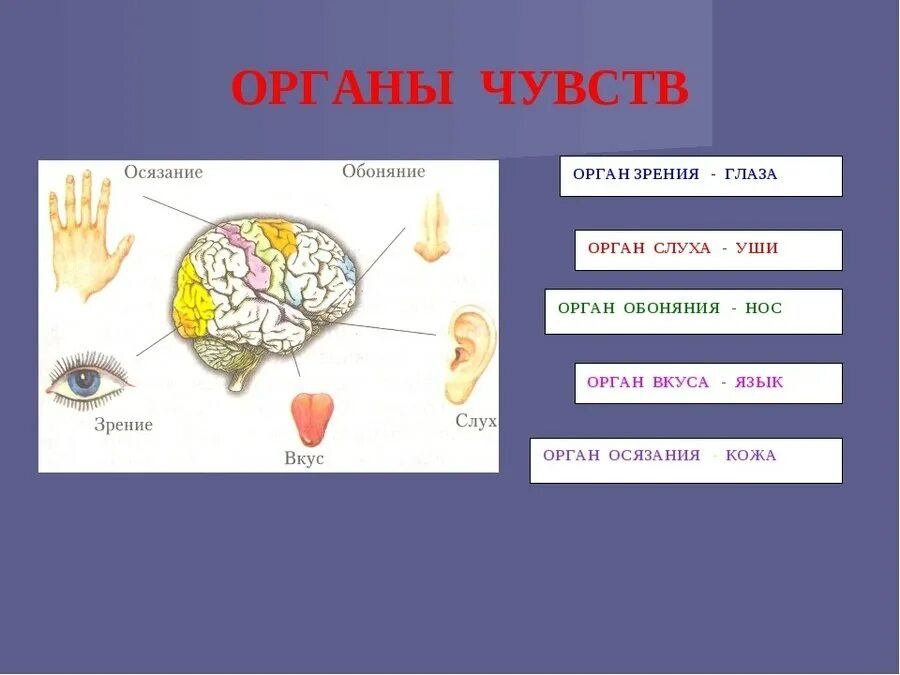 В которых любому органу будет