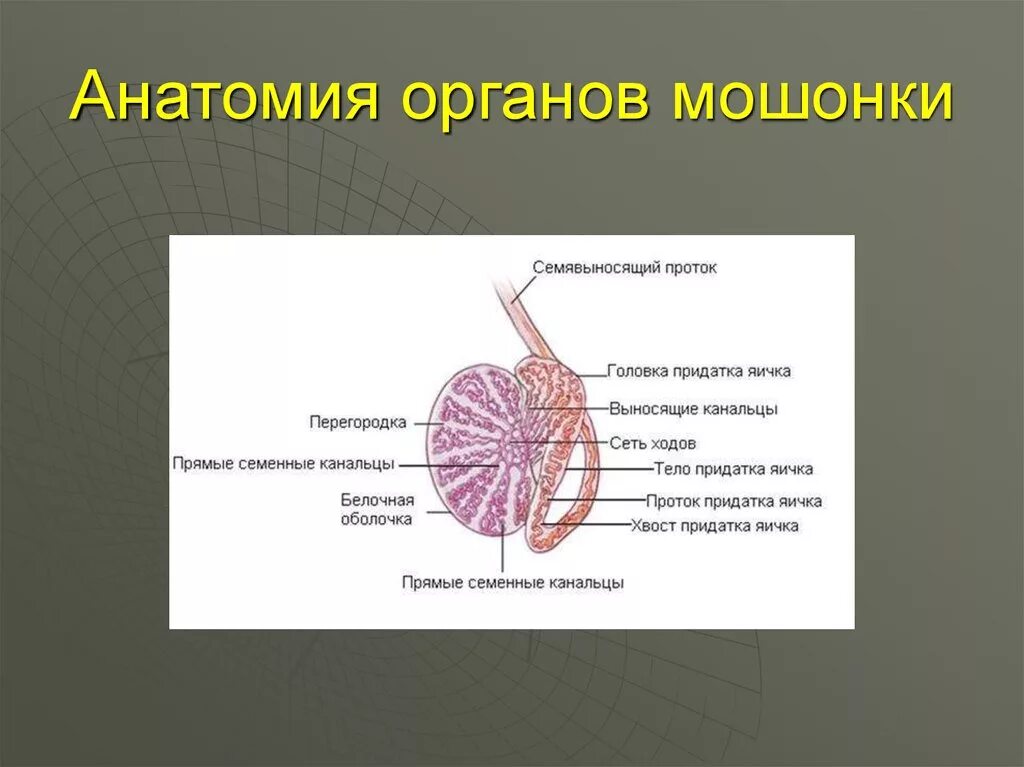 Яички мужчин цена. Придаток яичка анатомия строение. Топографическая анатомия яичка. Строение придатка яичка у мужчин. Строение придатка яичка.