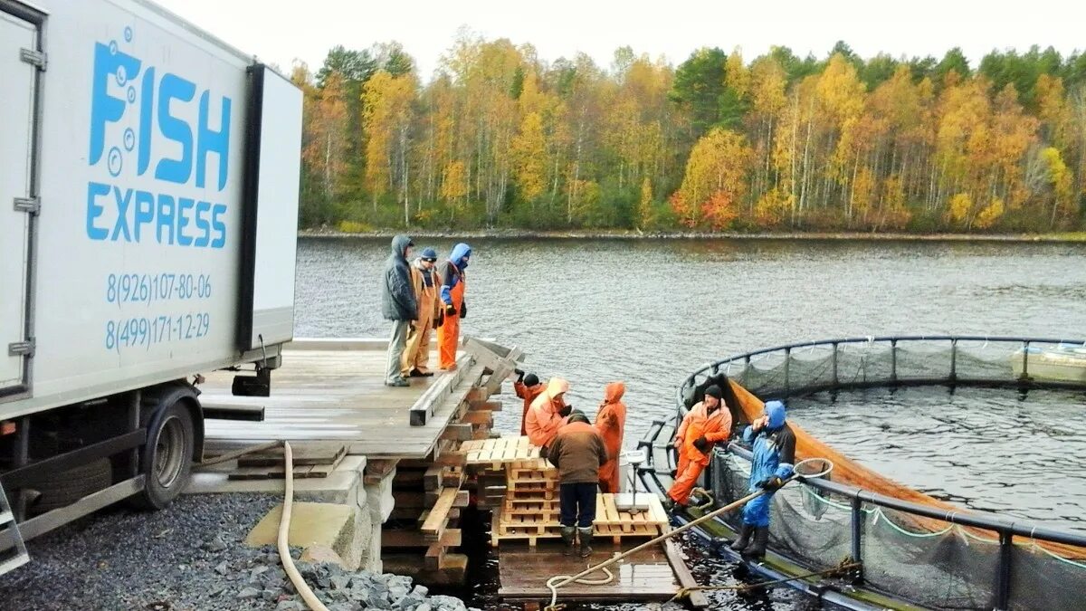 Транспортировка рыбы. Транспортировка живой рыбы. Транспортировка рыбы. Погрузка рыбы. Транспортировка рыбы.