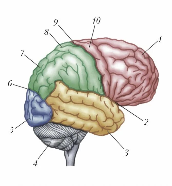 Основные доли мозга. Латеральная поверхность коры головного мозга. Доли коры больших полушарий мозга.
