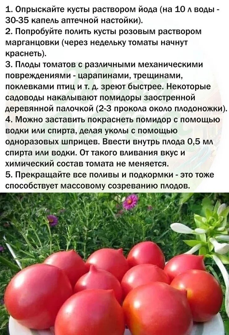 Чем обработать помидоры в домашних условиях. Чтоб помидоры быстро покраснели. Помидоры краснеют. Как быстро краснеет помидоры. Багровеют помидоры.