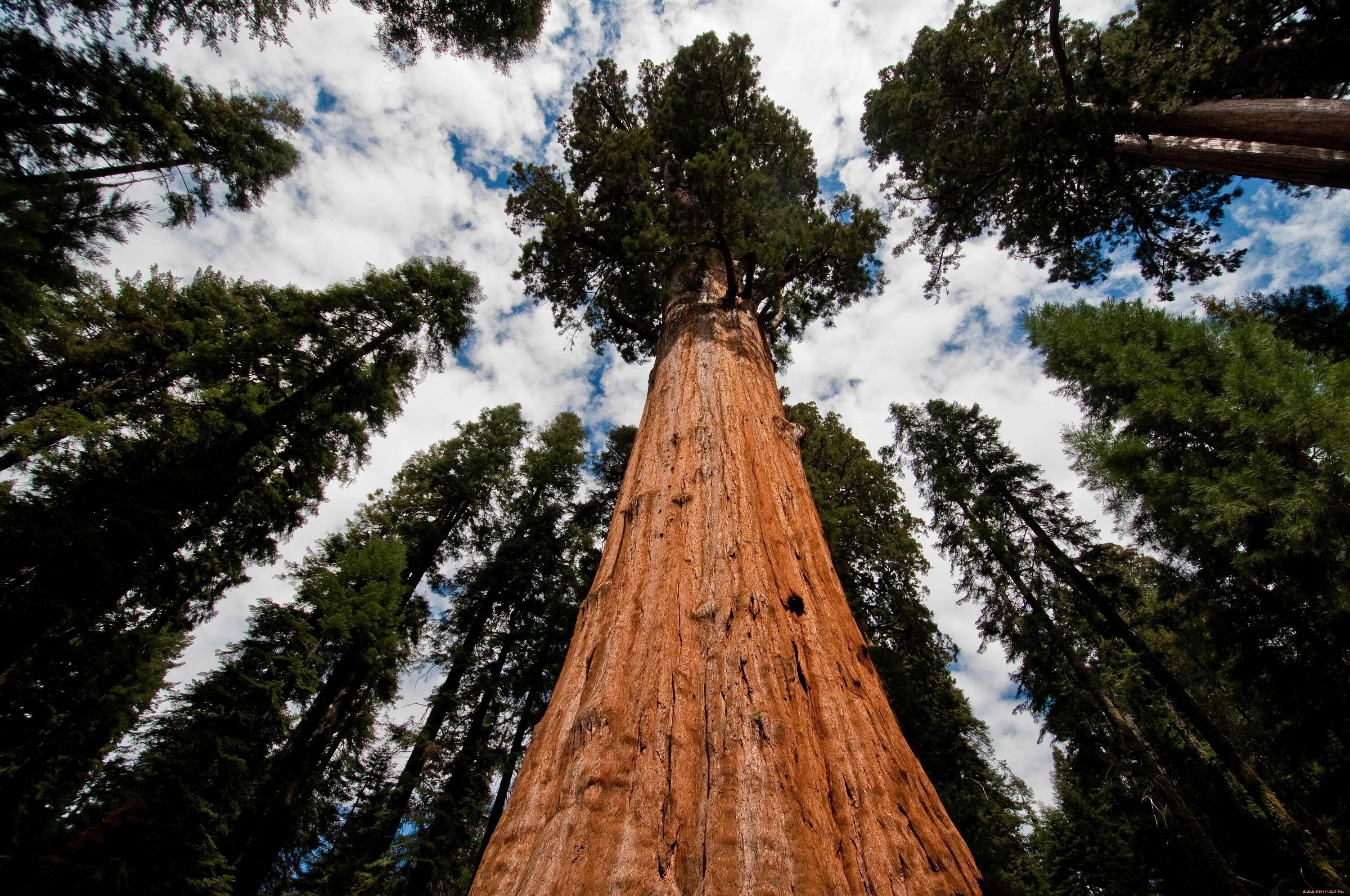 Дерево 6 метров. Калифорнийская Секвойя Гиперион. Секвойя дерево. Дерево Гиперион Редвуд. Секвойя дерево гигант.