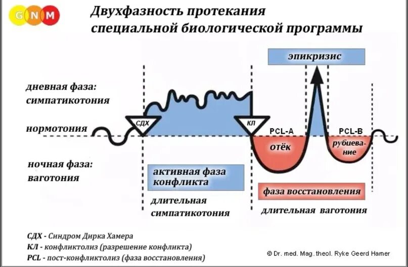 Активная фаза конфликта и фаза восстановления. Фазы новая Германская медицина. Ваготония и симпатикотония. ГНМ схема конфликта. Ваготония симптомы