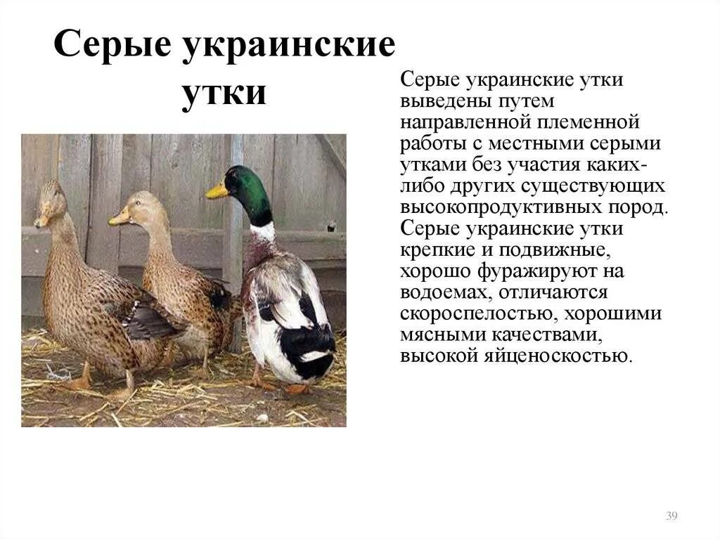 Утка агидель благовар. Хаки кэмпбелл утки. Породы домашних уток утки хаки кемпбелл. Ск6 описание породы. Породы уток с описанием.