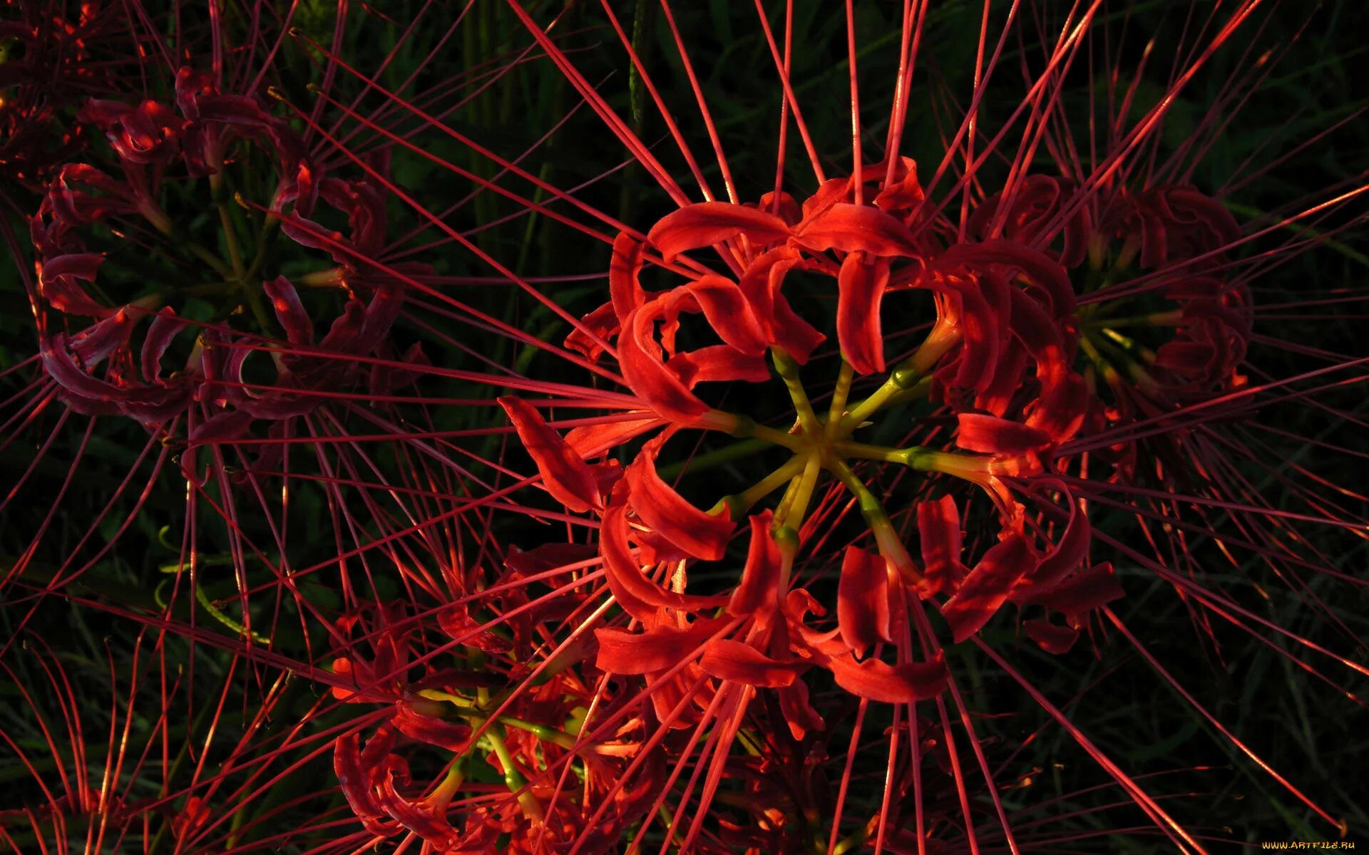 Вый цветок. Хиганбана ликорис. Хиганбана (красная Паучья Лилия). Японский цветок Хиганбана. Ликорис Паучья Лилия.