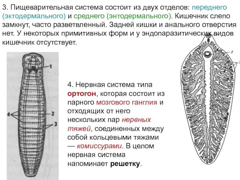 Слепо замкнутую пищеварительную систему имеют. Плоские черви слепозамкнутая пищеварительная система. Сквозная пищеварительная система у плоских червей. Пищеварительная система состоит из переднего и среднего отделов. Кишечник слепо замкнут.