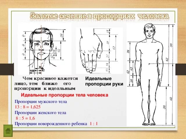 Длина рук составляет. Пропорции тела человека. Идеальные пропорции человека. Соотношение головы к телу. Пропорции человеческого тела.
