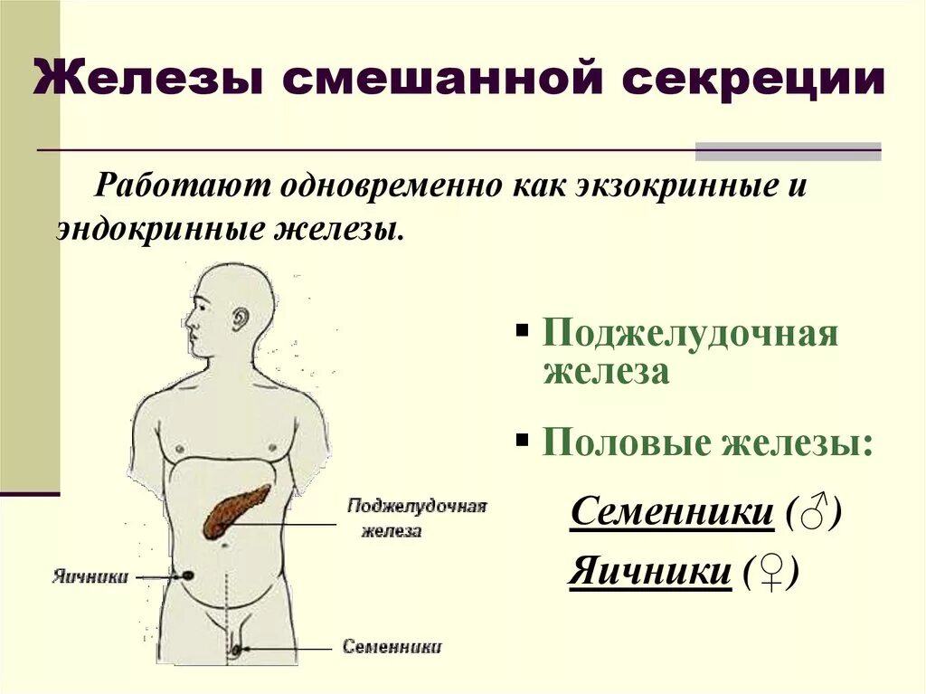 Желёзы смешанной секреции перечисление. Эндокринная система железы внутренней и внешней секреции. Железы смешанной секреции секреции. Типы желез смешанной секреции. Половые железы называют